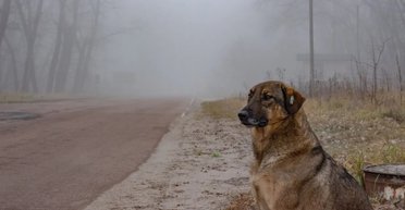 "Претерпели эволюцию": собаки из Чернобыля имеют генетические изменения, которые не поддаются объяснению, — ученые