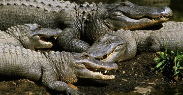 Рвы с крокодилами и змеями: в Индии придумали, как защитить границу