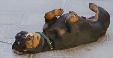 Бегство в болезнь. Почему украинские политики охотно демонстрируют свои страдания