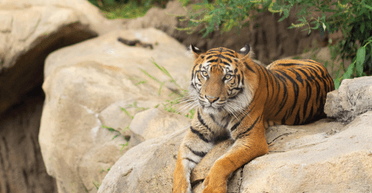 7 долларов за бутылку: зоопарк продает тигриную мочу как "лекарство" от ревматизма (фото)