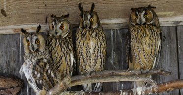 Крылатая усадьба. Как дачный участок стал приютом для птиц