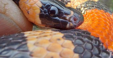 Харьковчане нашли в своей стиральной машине гондурасскую королевскую змею (фото)