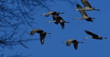 Краснокнижные птицы из Украины начали перебираться в РФ: орнитолог назвал причины