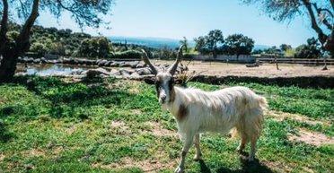 "Їдять все": в Італії острів під загрозою знищення через аномальну популяцію диких кіз