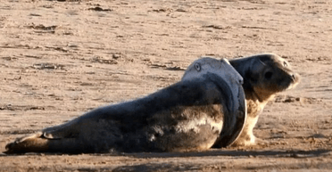 Не могли спасти: в Шотландии тюлень застрял в сиденье для унитаза (видео)