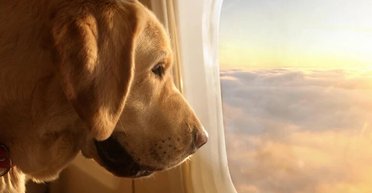 С феромонами, музыкой и наушниками: в США запустили авиарейс для собак