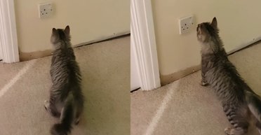 Странная "игра" кота возле розетки обернулась неожиданным открытием для женщины (видео)