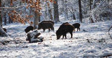 Наближається "екологічна катастрофа": у США готуються боротися з навалою "суперсвиней"