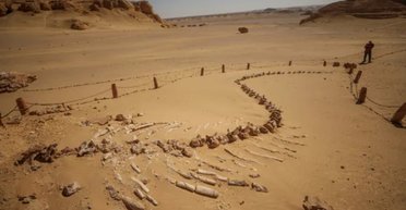 Серед пісків Сахари ховається цвинтар дивних китів із ногами та пальцями