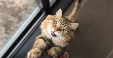 Учені з'ясували, що кішки частіше "розмовляють" із чоловіками, ніж із жінками: у чому причина