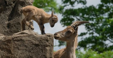 Козлы и козлята. 10 мыслей об акции перед Верховной Радой