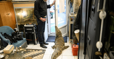 Тримає 400 тварин: чоловік спить з алігатором в одному ліжку і зіткнувся з проблемою (фото)