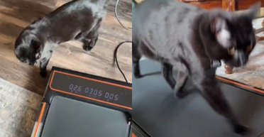 Женщина приобрела беговую дорожку для занятий дома: она не была готова к тому, что теперь делает кот (фото)