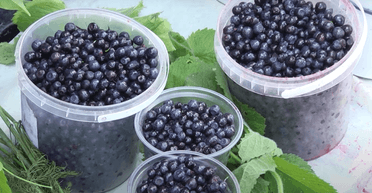 Сезон лесных ягод 2025: в Украине начали продавать землянику и чернику, какие цены