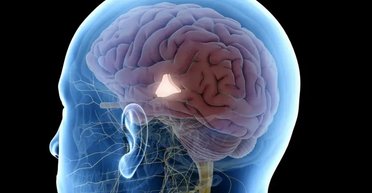 "Точка старіння": виявлено ділянку мозку, яка може бути ключем до довголіття