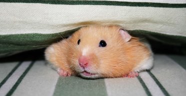 В Германии заплатили почти 120 тысяч евро консультантам по расселению хомяков