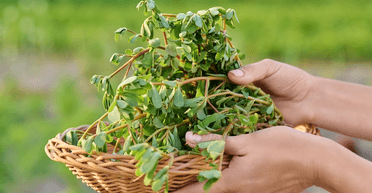 "В Украине — это сорняк": женщина показала растение, которое за границей продают как деликатес