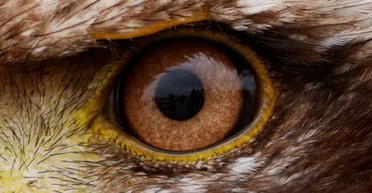 Які тварини мають найкращий зір у світі: вчені назвали кілька рекордсменів