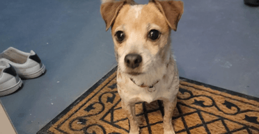 "Сердце разрывается": пара увидела на парковке одинокую собаку с запиской (фото)