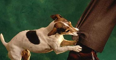 Виляя собакой. Фейковые война и мир не могут существовать бесконечно долго