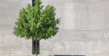 Дерева знайшли несподіване джерело води на вулицях міст: ніхто б не здогадався