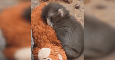 Одинокая обезьянка Панч умилила сеть объятиями с игрушкой: теперь детеныш нашел друзей (видео)