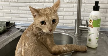 "Прифотошопте його кудись": рудий кіт став новою зіркою соцмереж (фото)