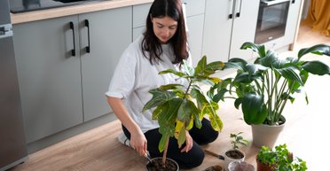 Красиво, ароматно, корисно: 3 найкращі кімнатні рослини для кухні