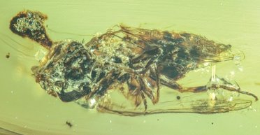 У бурштині знайшли гриби-зомбі, віком 99 млн років: вони полювали ще в епоху динозаврів