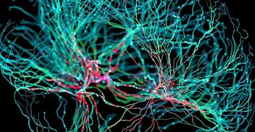 Секретний механізм у голові: у мозку існує квантова заплутаність, вважають фізики