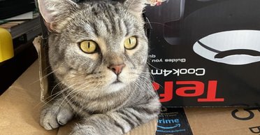 Туристка с помощью кошек сэкономила десятки тысяч долларов на путешествиях