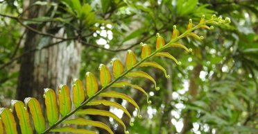 Найден новый источник редкоземельных элементов, необходимых миру: все время прятался в саду