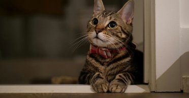 Кот забаррикадировался в ванной: владелец просунул камеру под дверь и потерял дар речи (видео)