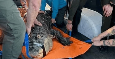 Чоловік тримав алігатора в басейні свого шикарного будинку і дозволяв дітям гладити його