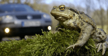 Не сараною єдиною: в одному з регіонів України нашестя жаб (відео)