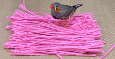 Названы птицы, строящие гнезда лишь из материалов определенного цвета: в чем тут дело (видео)