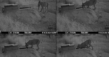 Ніхто такого не очікував: перед тим, як з'їсти здобич, рисі роблять щось дивне (фото)