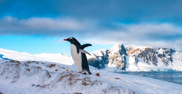 Нагрянут и разбегутся: украинские полярники показали "визитеров" станции "Академик Вернадский" (фото)