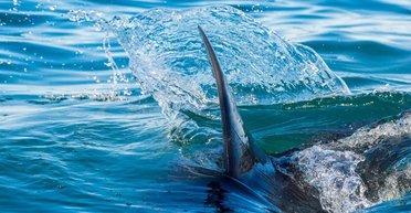 Мегалодон чи біла акула: вчені з'ясували, хто плаває швидше (фото)