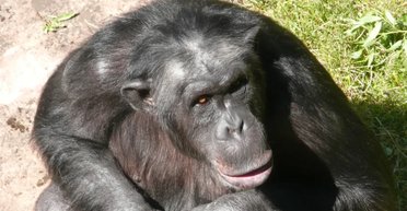 28 лет назад шимпанзе из зоопарка поставил ученых в тупик: собирал камни, чтобы бросить в людей