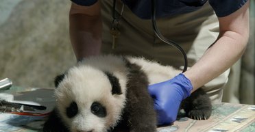 "Маленькое чудо". Зоопарк в Вашингтоне будет транслировать онлайн жизнь детеныша панды