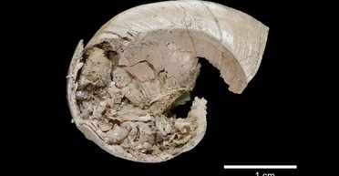 Древние улитки вовсе не откладывали яйца: как миллионы лет назад их детеныши появлялись на свет