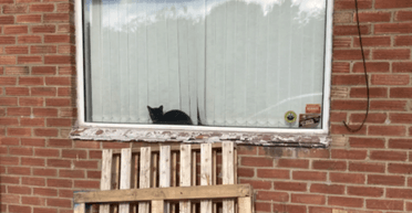 Подружжя повернулося з медового місяця і помітило "непроханого гостя" у своєму будинку (фото)