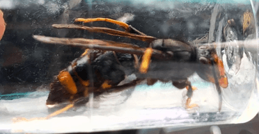 Небезпечні для людей: смертоносні азійські шершні атакують Британію (фото, відео)