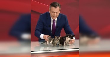 "Хаос" в новостях: в Турции пристраивают котят, которые родились прямо в телестудии (видео)