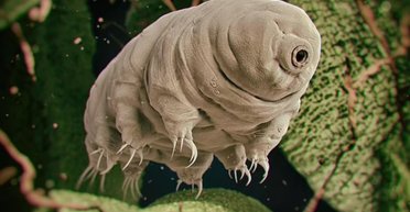 Найден способ повысить устойчивость человека: какое существо хранит в себе этот генетический секрет