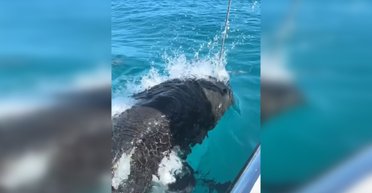 Рыбак пытался поймать большую рыбу, но на приманку клюнул океанический монстр (видео)