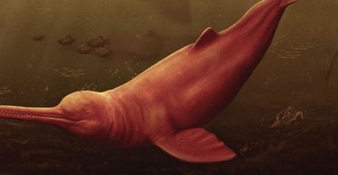 Прибув з іншого світу: в Амазонці виявлено найбільшого зубатого кита у світі (фото)