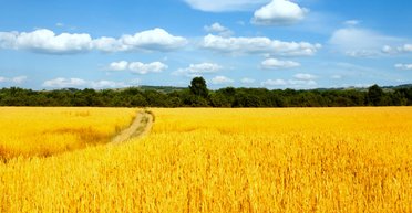 Украинцы по зову сердца. Румыны, поляки, россияне и австрийцы, внесшие большой вклад в становление нашей государственности