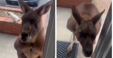 Женщина открыла дверь и увидела неожиданного "гостя": тот хотел поздороваться (видео)